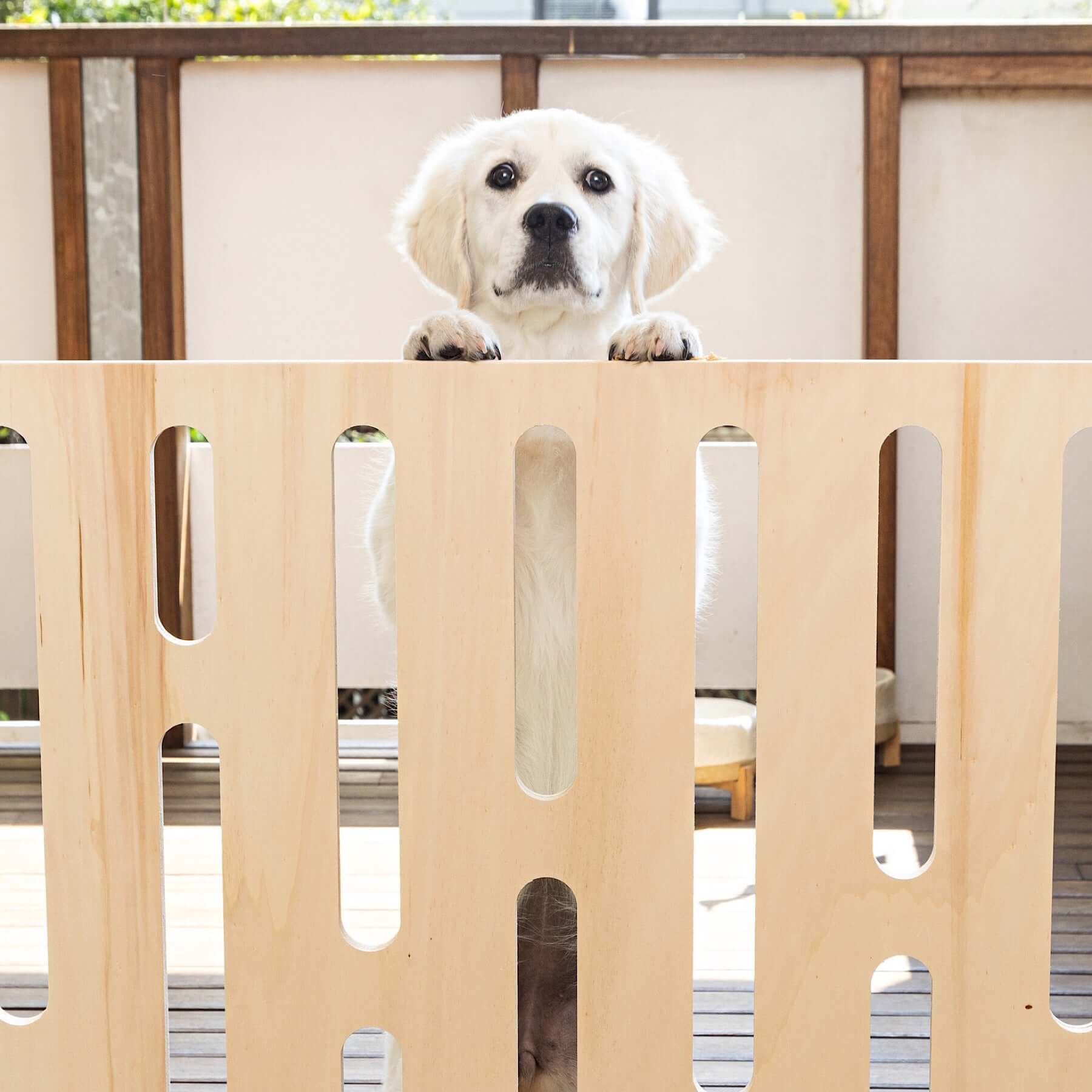 Puppies lovers gate best sale